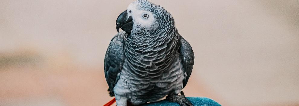 grey parrot perching on human leg