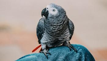 grey parrot perching on human leg