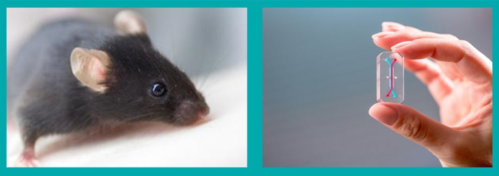Lab rat and organ-microchip