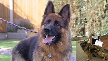 Rescue dog Rosey before and after