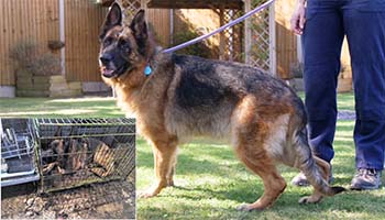Rescue dog Vivana before and after