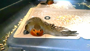 Two robins caught in glue trap © RSPCA