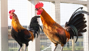 Roosters looking to roost © RSPCA