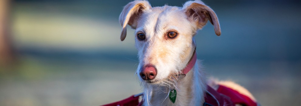 dog on a lead © RSPCA