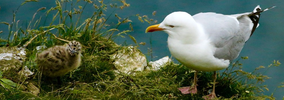 Found A Baby Gull Rspca