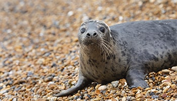 Seal on beach © RSPCA