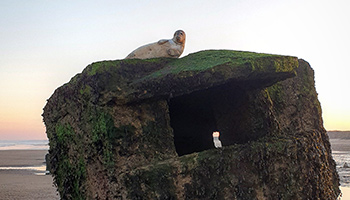 Seal stuck on Pillbox