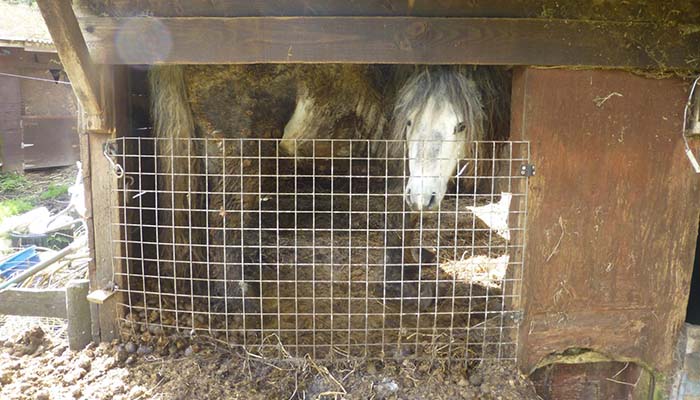 Horses were too tall for the huts © RSPCA