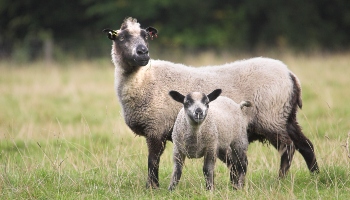 A sheep and lamb in a field © RSPCA