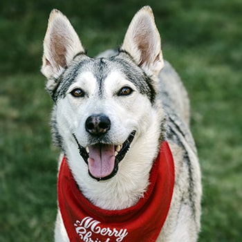 RSPCA charity raffle | RSPCA