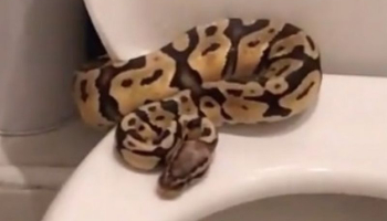 Snake on the toilet