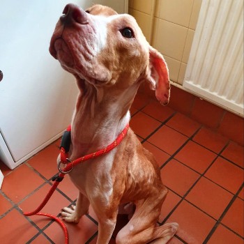 emaciated looking dog sitting up © RSPCA