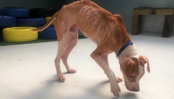 emaciated looking dog sniffing ground © RSPCA