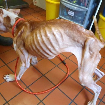 close-up of emaciated looking dog © RSPCA