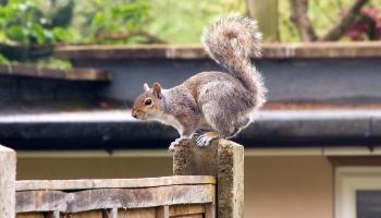 grey squirrel perched on a garden fence post