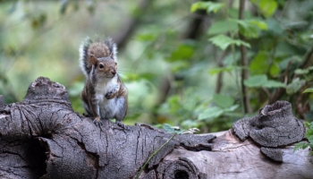 squirrel in the woods perched on a tree branch