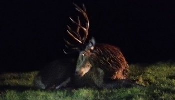 Stag at night © RSPCA