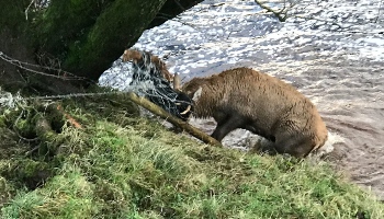 Stag caught in netting © RSPCA