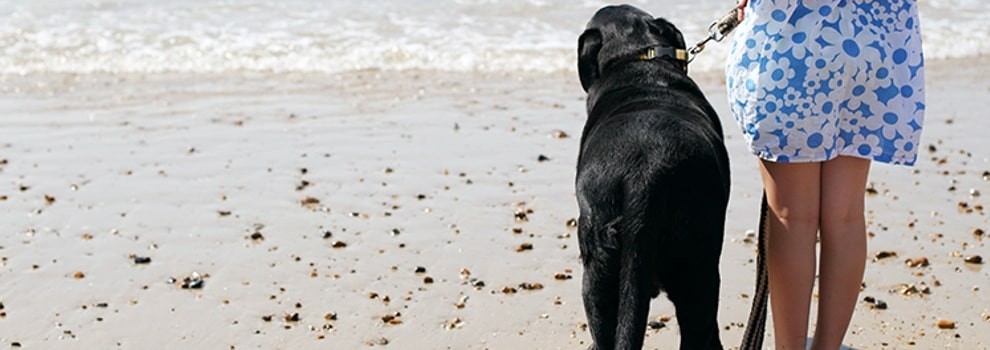 Animal Welfare in Summer - Seasonal Advice | RSPCA Animal Welfare in Summer - Seasonal Advice | RSPCA