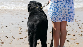back of black labrador dog and woman standing on beach