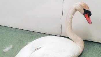 A group of teenagers spat at our officer whilst she was saving the swan