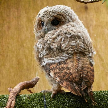 tawny owl chick © RSPCA