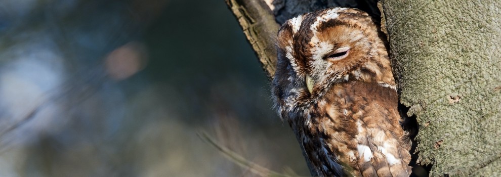 Tawny owl bird of prey © Hans Veth