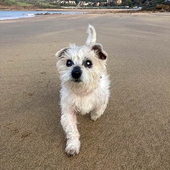 Tim the blind dog on a beach
