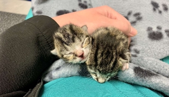Tiny kittens saved from conveyor belt © RSPCA