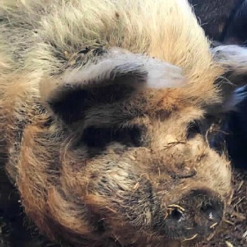 Tommy Hilpigger the pig © RSPCA