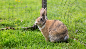 Tonic immobility rabbits © RSPCA