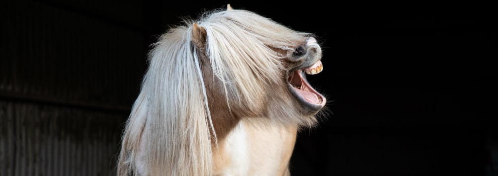Happy horse © RSPCA