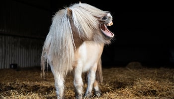Happy horse © RSPCA