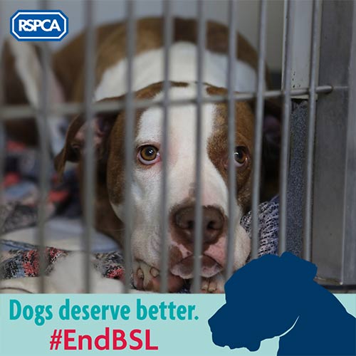 dogs deserve better campaign slogan banner © RSPCA