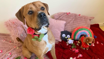 Stitch is hoping to find his Valentine © RSPCA