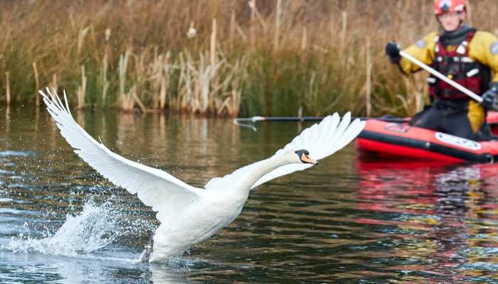 Bonnie is a feisty swan © RSPCA