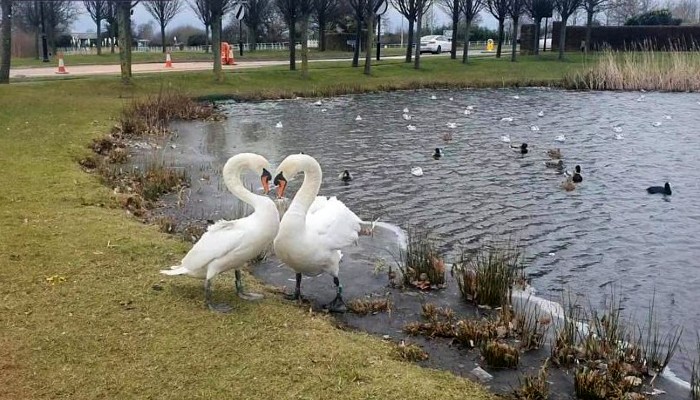 Swans reunited on Valentine's Day © RSPCA