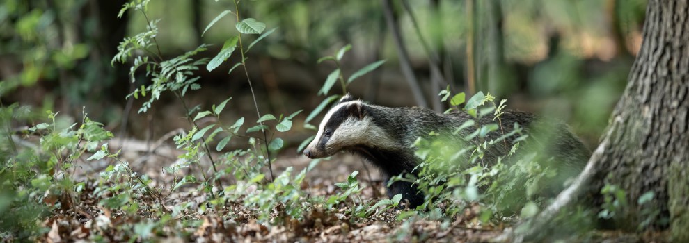 badger in the woodland © Vincent Van Zalinge / Unsplash