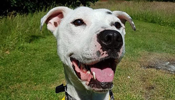 Rescue dog Walter now ready for rehoming © RSPCA