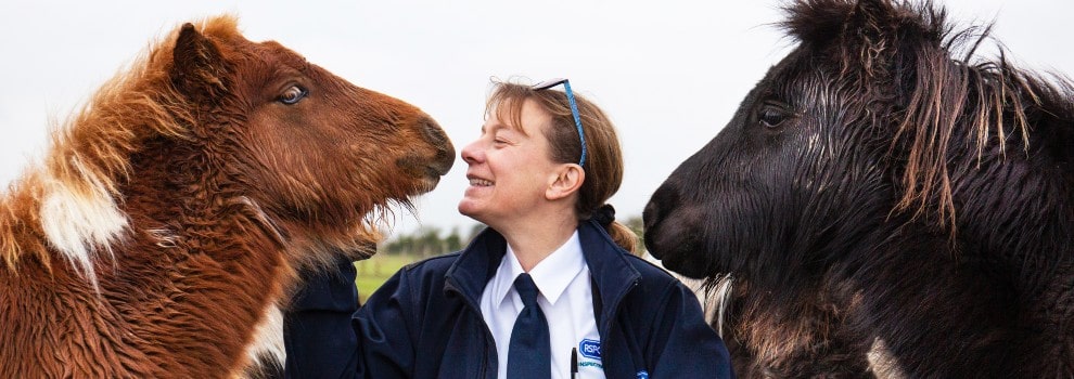 RSPCA inspector with horses
