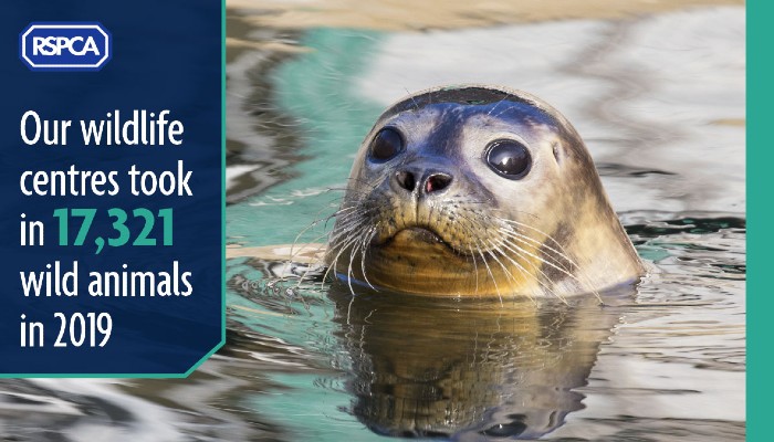 Our wildlife centres | RSPCA
