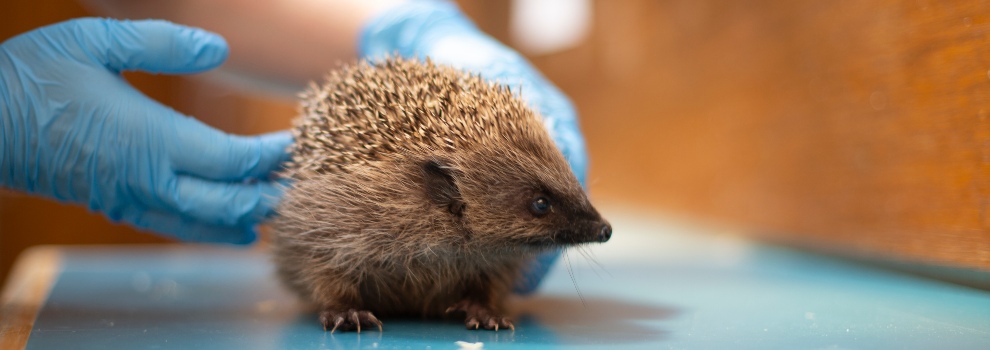 Hedgehog at wildlife centre