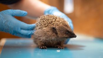 A rescued hedgehog being treated at an RSPCA wildlife centre