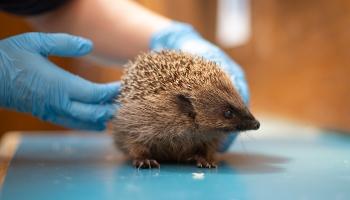 A rescued hedgehog being treated at an RSPCA wildlife centre