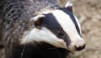 Badger in the wild