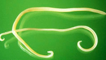 close-up of worm found in pets