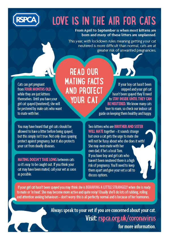 Cat reproduction - 7 facts you probably don't know - RSPCA
