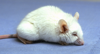 Reducing Suffering Laboratory Animals All About Animals