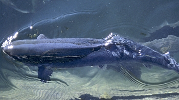 Salmon at a Freedom Food Farm