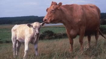 cow with calf in a field